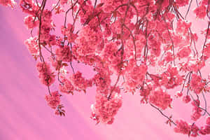 Hanging Aesthetic Cherry Blossom Wallpaper