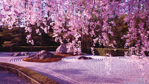 Hanging Aesthetic Cherry Blossom On The Road Wallpaper