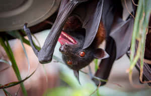 Hanging Bat Mouth Open Wallpaper