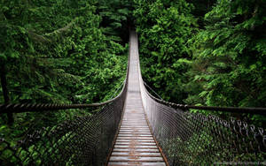 Hanging Bridge Forest Background Wallpaper