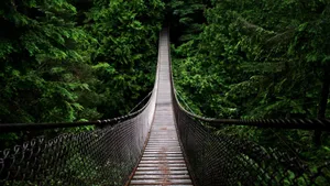 Hanging Bridge In Jungle Desktop Wallpaper