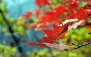 Hanging Maples Leaves Wallpaper