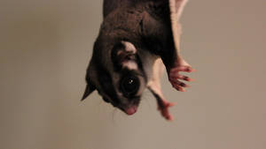 Hanging Sugar Glider Wallpaper