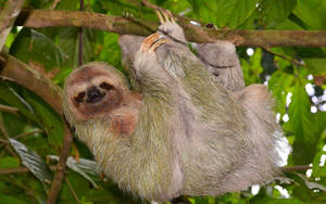 Hanging White Old Sloth Wallpaper