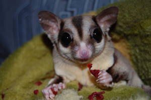 Happy Eating Sugar Glider Wallpaper