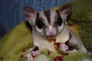 Happy Eating Sugar Glider Wallpaper