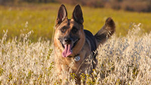 Happy German Shepherd Dog Wallpaper