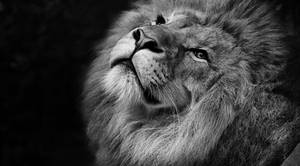 Happy Grayscale Lion Desktop Wallpaper