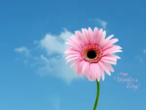 Happy Mothers Day Pink Daisy Flower Sky Hd Wallpaper