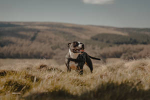 Happy Pitbull In Grass Field Wallpaper