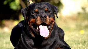 Happy Rottweiler Dog Wallpaper