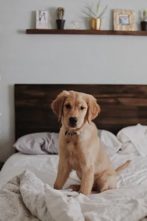 Happy To Relax With Her Pet Wallpaper