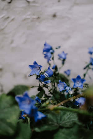 Harebell Blue Flowers Phone Wallpaper