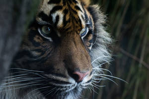 Harimau Face Peeking Wallpaper