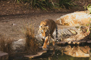 Harimau Walking Near River Water Wallpaper