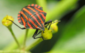 Harmful Red And Black Stink Bug Beetle Wallpaper