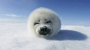 Harp Seal Smile Wallpaper