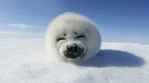 Harp Seal Smile Wallpaper