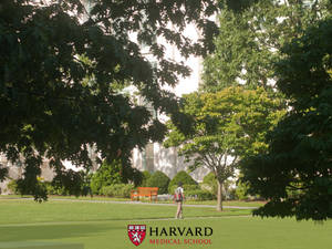 Harvard University Medical School Grounds Wallpaper