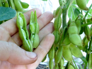 Harvested Edamame Beans Wallpaper