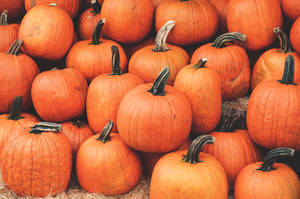 Harvesting Pumpkins At Their Best Wallpaper