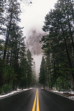 Hazy Road In Coniferous Forest Wallpaper