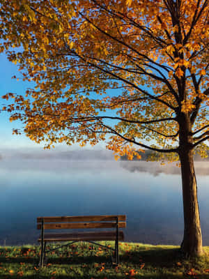Hd Autumn Lonely Bench Wallpaper