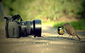 Hd Camera With Birds Wallpaper