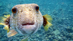 Hd Fish Cute White Spotted Puffer Wallpaper