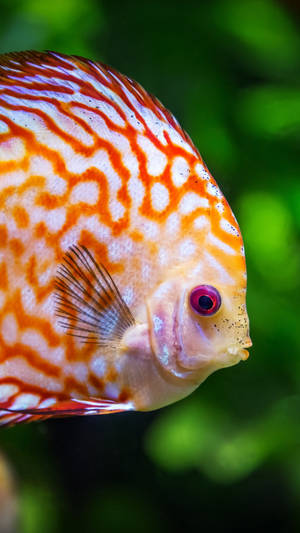 Hd Fish Swimming Red Discus Wallpaper