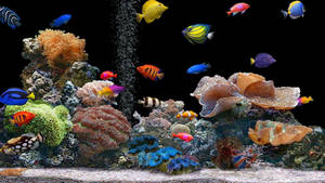 Hd Fishes Assorted Colors In Aquarium Wallpaper