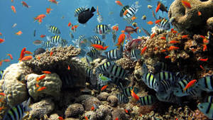 Hd Fishes At Ras Mohamed Nature Reserve Wallpaper