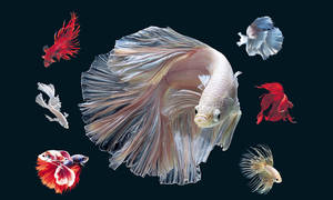 Hd Fishes In White And Red Betta Illustration Wallpaper