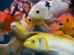 Hd Fishes In Yellow Orange And White Wallpaper