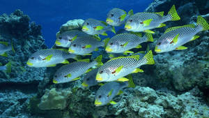 Hd Fishes Sweetlips Underwater Near Reefs Wallpaper