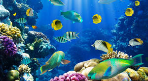 Hd Fishes Swimming Near Coral Reefs Wallpaper