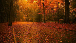 Hd Nature Fallen Leaves Wallpaper