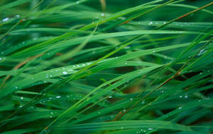 Hd Nature Grass Closeup Wallpaper