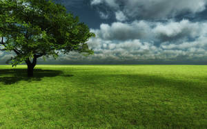 Hd Nature Grassy Plain Wallpaper