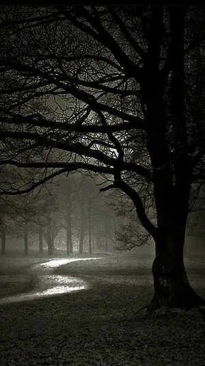 Hd Nature Phone Dark Forest Wallpaper