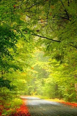 Hd Nature Phone Road Plants Wallpaper