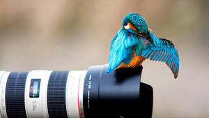 Hd Photography Of A Blue Bird On Camera Lens Wallpaper