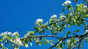 Hd Spring White Flowering Tree Wallpaper