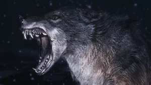 Hd Wolf Fierce Wallpaper