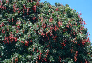 Healthy Litchi Tree Wallpaper