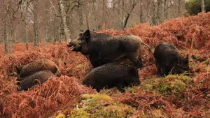 Healthy Wild Boar Wallpaper