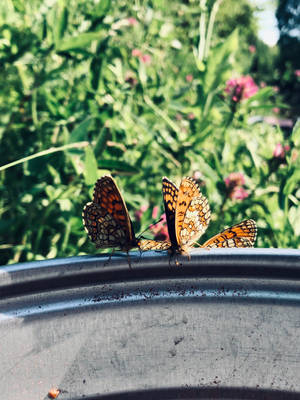 Heath Fritillary Butteflies Wallpaper