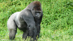 Heavily Built Silverback Gorilla Wallpaper