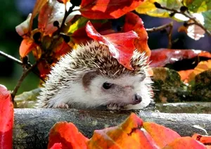 Hedgehogs, Hedgehogs, Hedgehogs, Hedgehogs, Hedgehogs, Hedgehogs, Hedgehogs, Hedgehogs, Wallpaper
