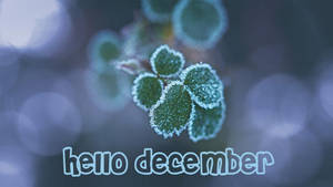 Hello December Frosty Leaves Wallpaper